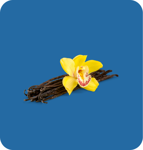img-Vanilla