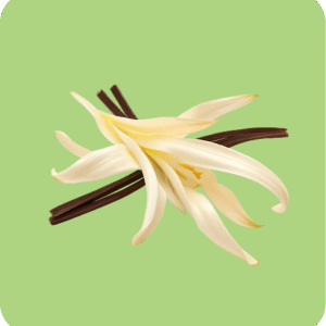 French Vanilla