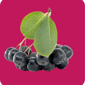 Aronia