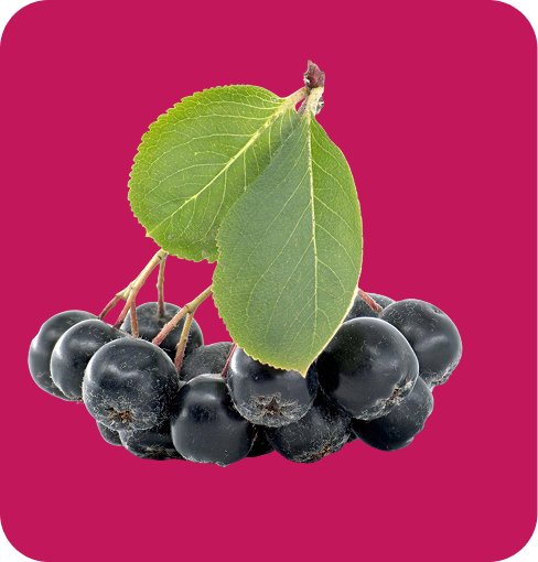 img-Aronia