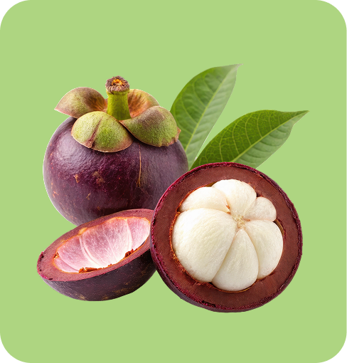img-Mangosteen